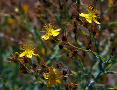 Hypericum triquetrifolium