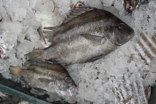 Lined javelinfish (Hapalogenys kishinouyei) — Hapalogenyidae — 3