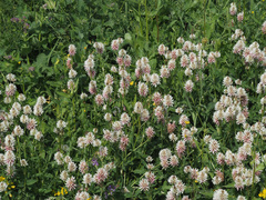 Trifolium ambiguum
