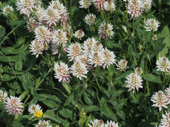 Trifolium ambiguum