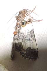 Cerma cerintha