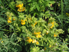 Rhynchocorys orientalis