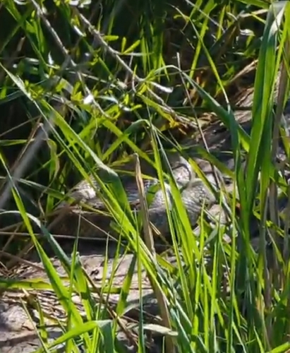 Tiger Snake sighting
