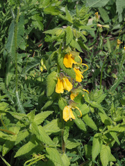 Rhynchocorys orientalis