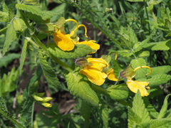 Rhynchocorys orientalis