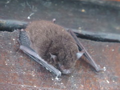Myotis nigricans