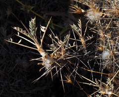 Astragalus bethlehemiticus
