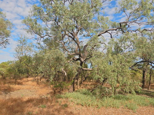 Eucalyptus microtheca observed 2024-07-12