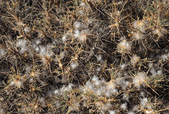 Astragalus bethlehemiticus