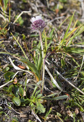 Erigeron humilis