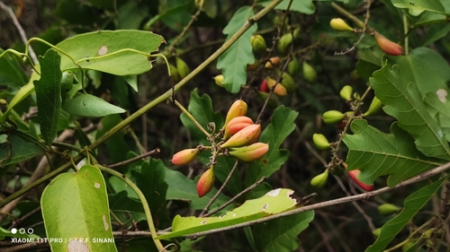 Image of Paullinia pinnata by (c) Thomaz Ricardo Favreto Sinani, some rights reserved (CC BY)