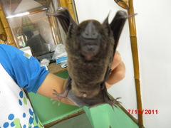 Phyllostomus hastatus