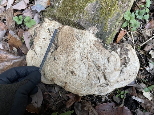 Fomitopsis dickinsii