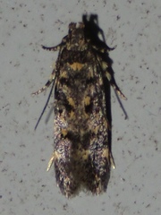 Chionodes formosella