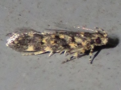 Chionodes formosella