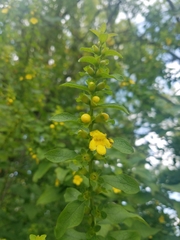 Dasistoma macrophylla