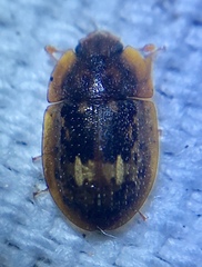 Lobiopa insularis