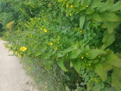 Dasistoma macrophylla