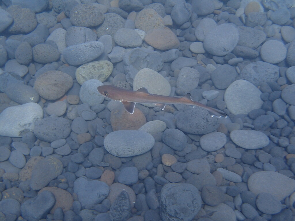 Small common smooth-hound swimming above a bed of smooth pebbles in clear water