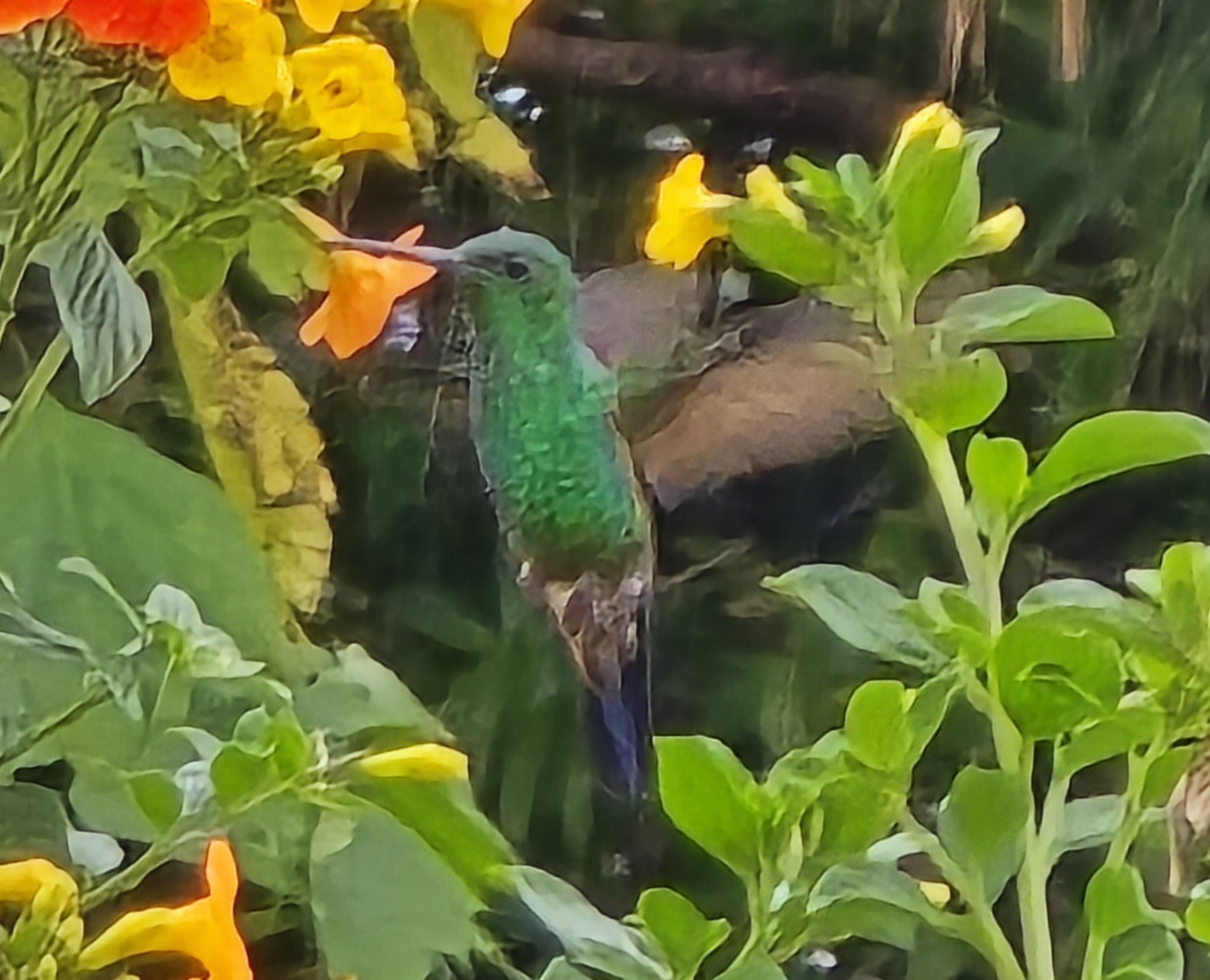 Blue-vented Hummingbird (Saucerottia hoffmanni), photo 1