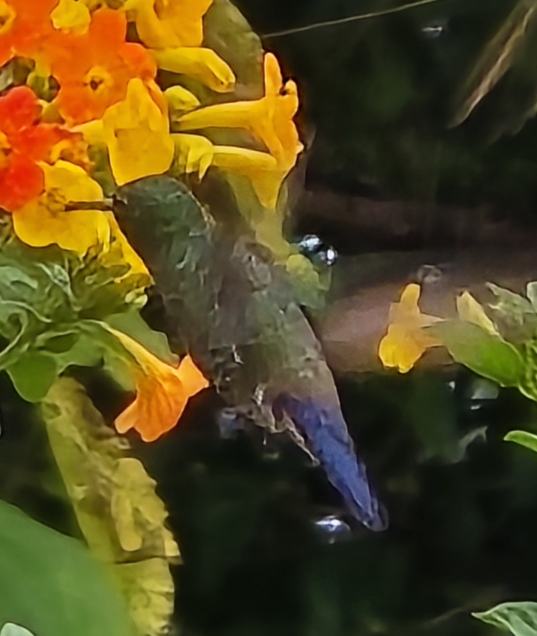Blue-vented Hummingbird (Saucerottia hoffmanni), photo 2
