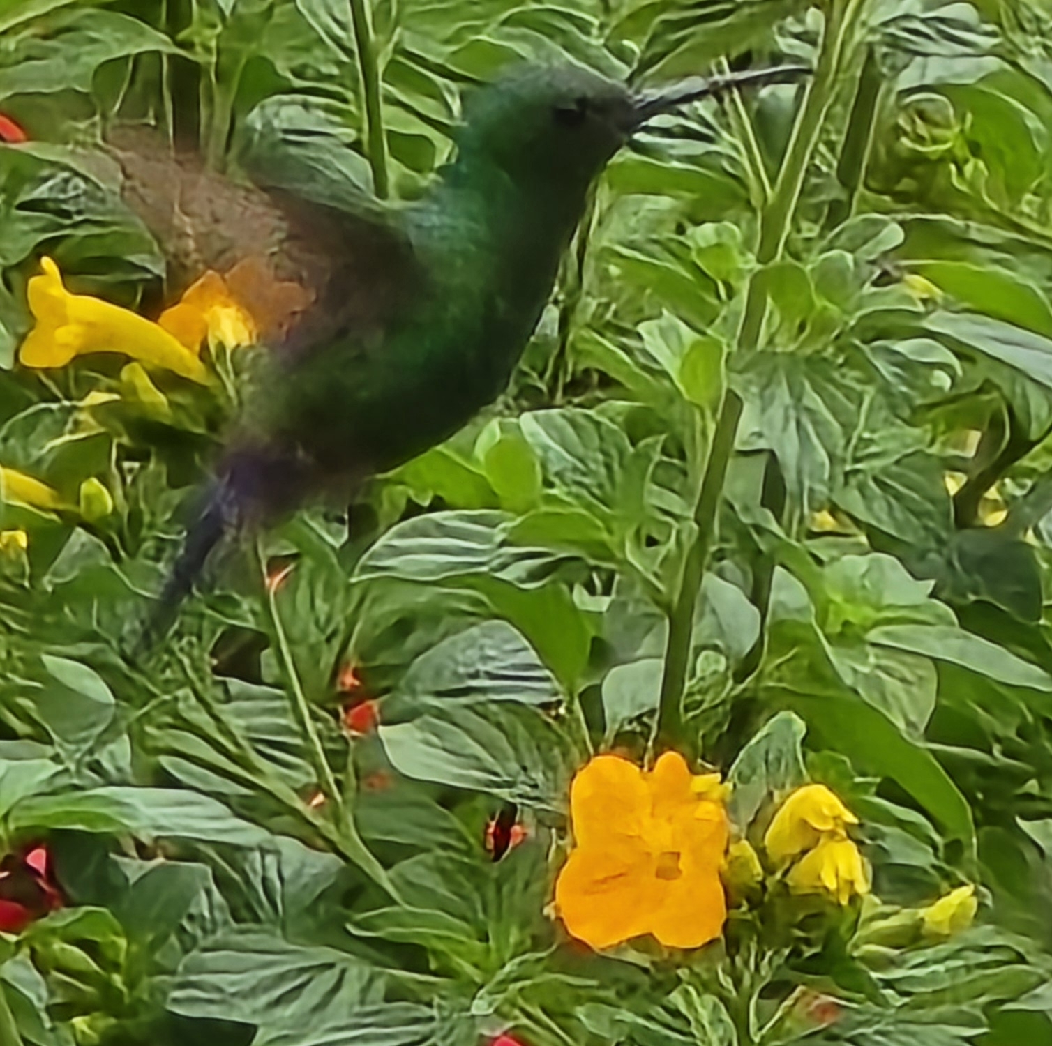 Blue-vented Hummingbird (Saucerottia hoffmanni), photo 3