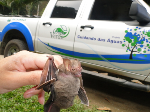 Ipanema Broad-nosed Bat
