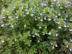 Euphrasia frigida