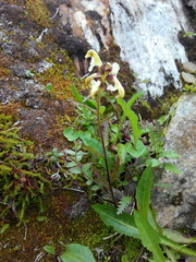 Pedicularis lapponica