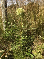 Hylotelephium telephium