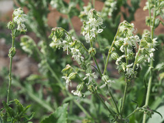 Silene dichotoma