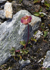Ranunculus glacialis