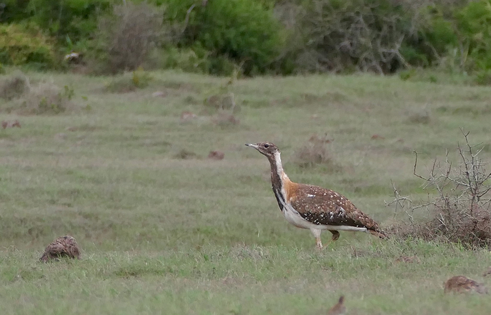 Ludwig's Bustard (Neotis ludwigii), photo 9