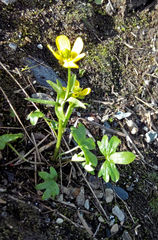Ranunculus nivalis