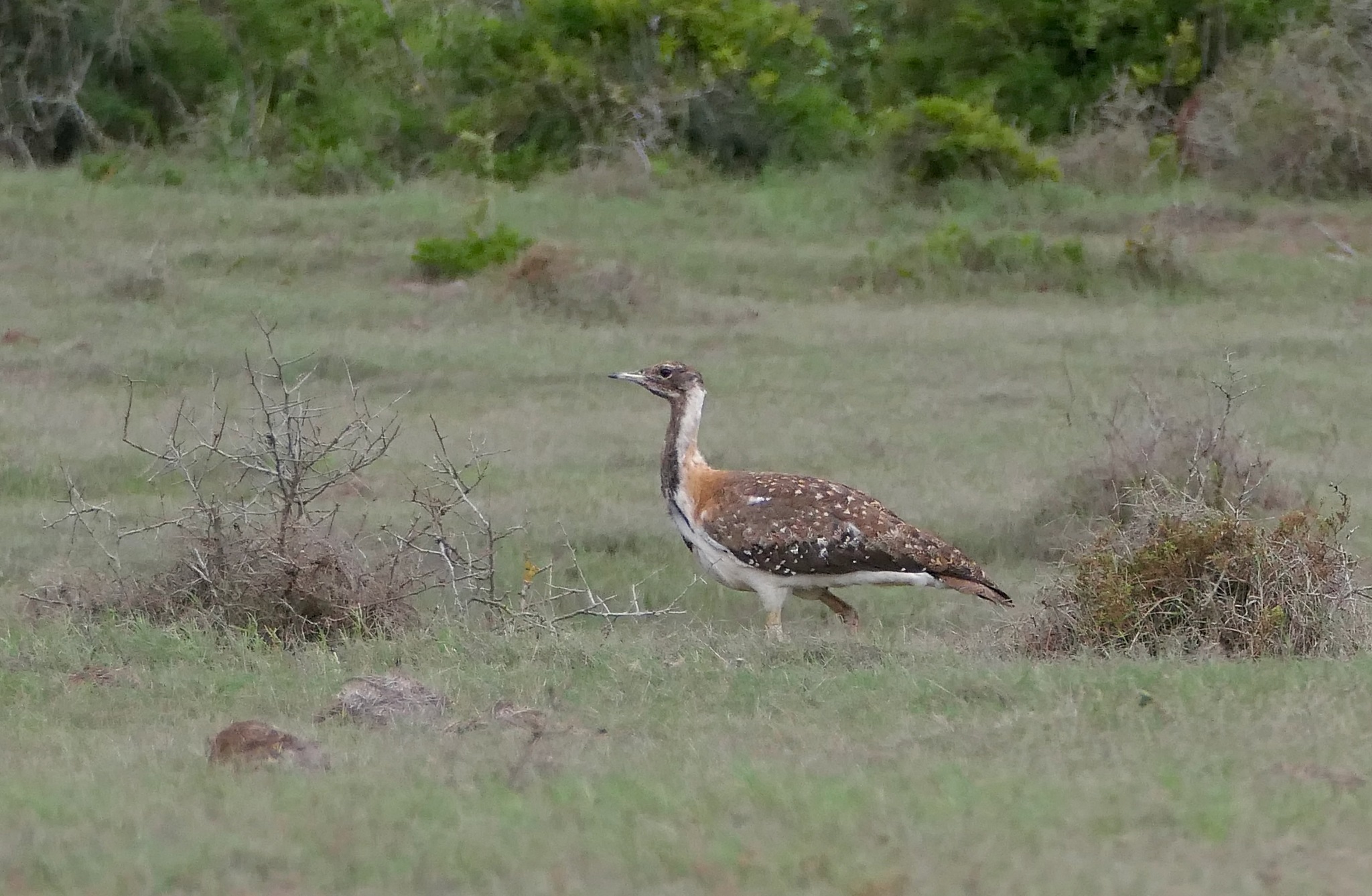 Ludwig's Bustard (Neotis ludwigii), photo 10