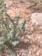 Halogeton glomeratus