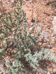 Halogeton glomeratus