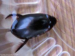 Megadytes