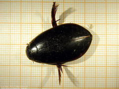 Megadytes glaucus