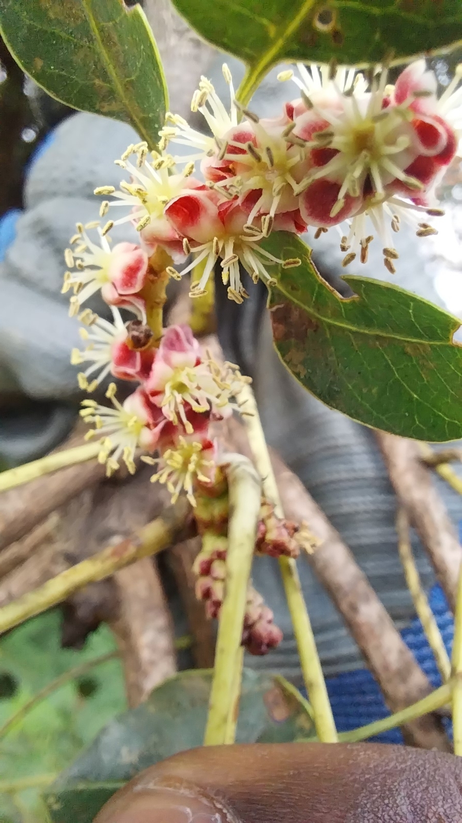 Imagem de Marula