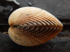 Vasticardium