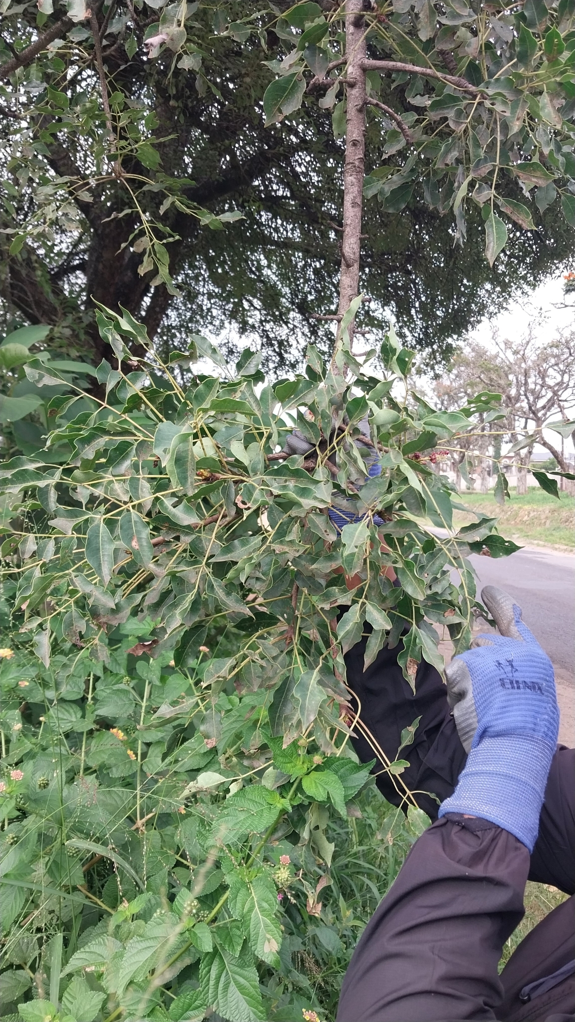 Imagem de Marula