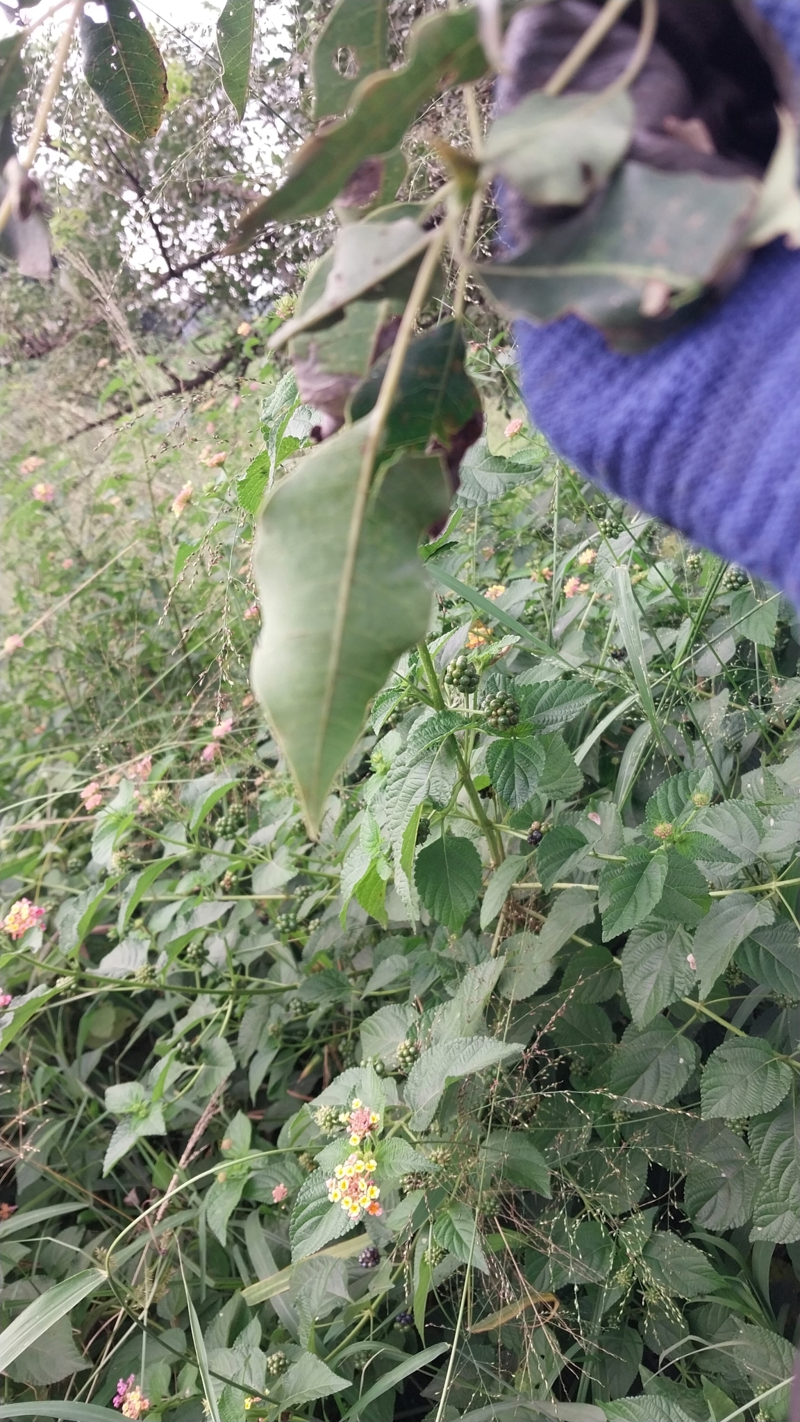 Imagem de Marula