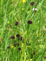 Juncus alpigenus