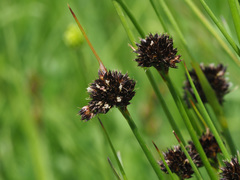 Juncus alpigenus