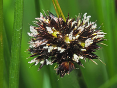 Juncus alpigenus