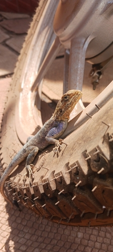 Rainbow Agama