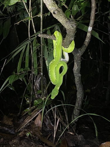 Southern Green Python sighting