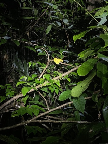 Southern Green Python sighting