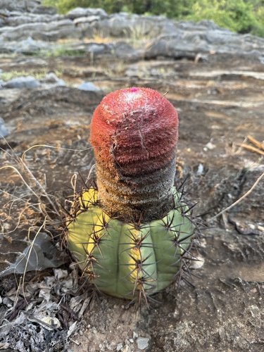 Melocactus neoviridescens
